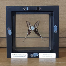 Load image into Gallery viewer, Dragontail Butterfly Shadow Box Frame Discounted
