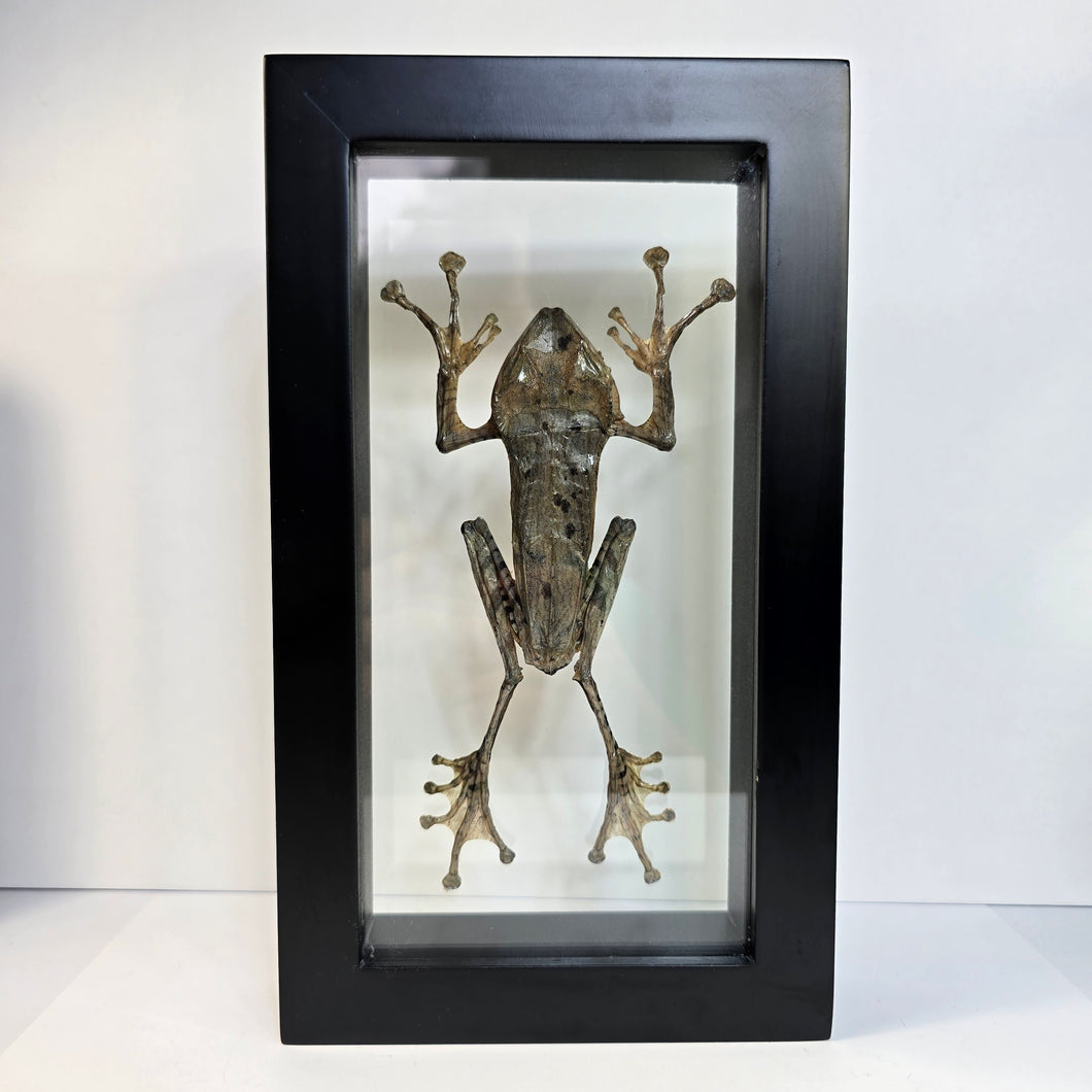 Borneo Eared Frog Shadow Box Frame