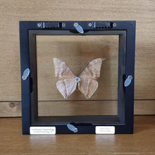 Load image into Gallery viewer, Agea Morpho Butterfly Shadow Box Frame
