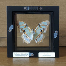 Load image into Gallery viewer, Malachite Butterfly Shadow Box Frame
