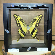 Load image into Gallery viewer, King Swallowtail Butterfly Shadow Box Frame
