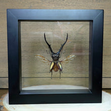 Load image into Gallery viewer, Metallic Stag Beetle Shadow Box Frame
