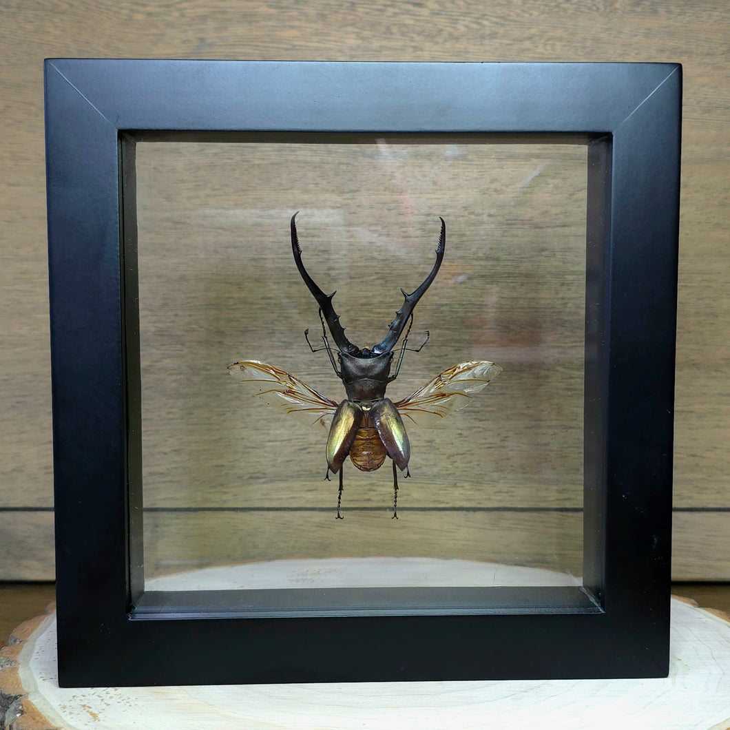 Metallic Stag Beetle Shadow Box Frame