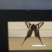 Load image into Gallery viewer, Dragontail Butterfly Shadow Box Frame Discounted
