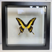Load image into Gallery viewer, King Swallowtail Butterfly Shadow Box Frame
