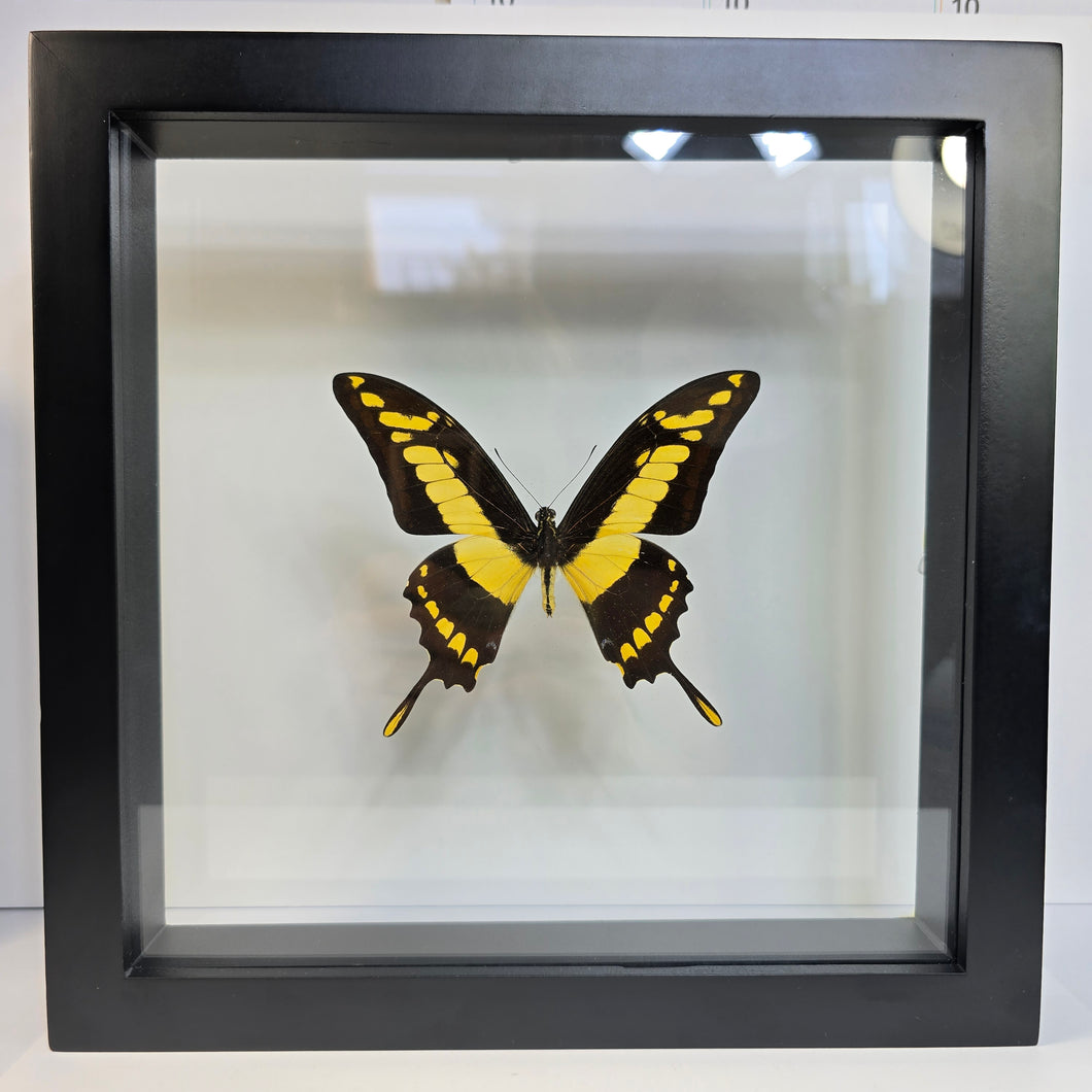 King Swallowtail Butterfly Shadow Box Frame