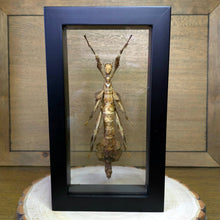 Load image into Gallery viewer, New Guinea Stick Insect Shadow Box Frame
