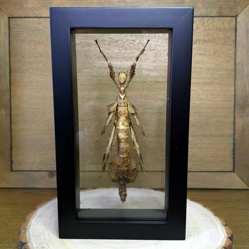 New Guinea Stick Insect Shadow Box Frame