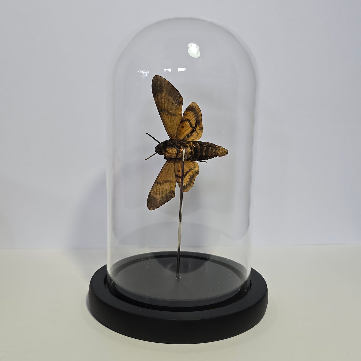 Greater Death's Head Moth Cloche Dome