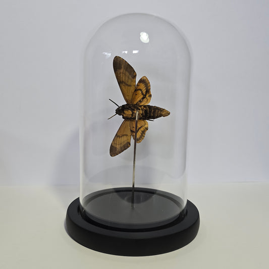 Greater Death's Head Moth Cloche Dome