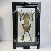 Load image into Gallery viewer, Borneo Eared Frog Shadow Box Frame
