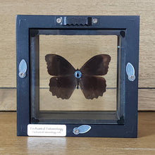 Load image into Gallery viewer, Butterfly Shadow Box Frame
