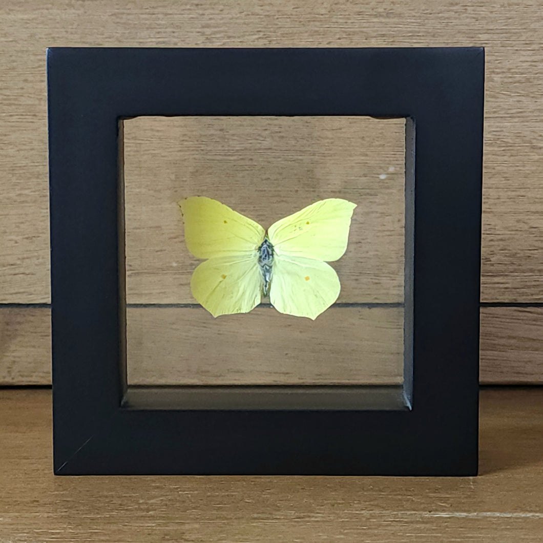 Brimstone Butterfly Shadow Box Frame