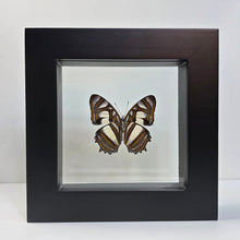 Load image into Gallery viewer, Metamorpha Butterfly Shadow Box Frame
