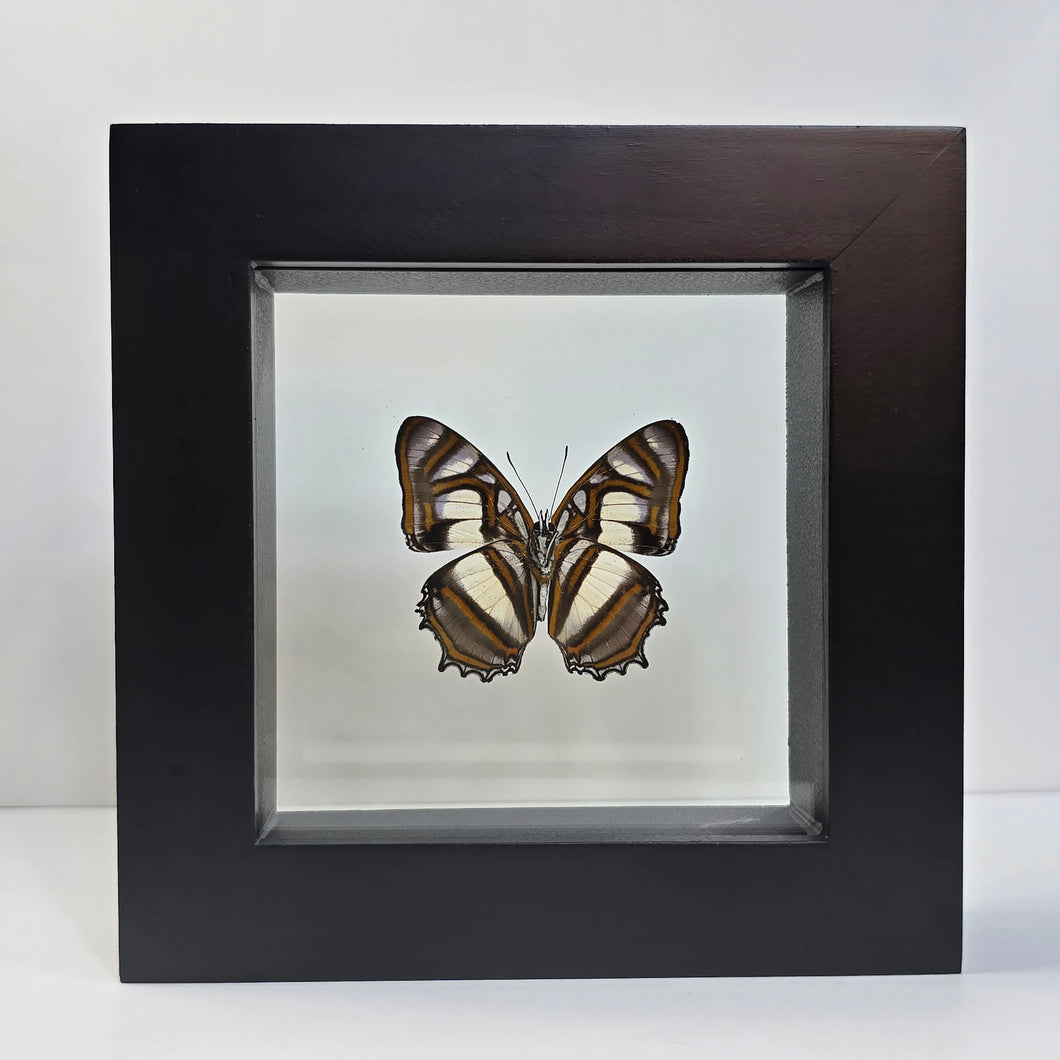 Metamorpha Butterfly Shadow Box Frame
