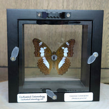 Load image into Gallery viewer, Common Commander Butterfly Shadow Box Frame
