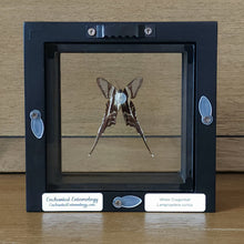 Load image into Gallery viewer, Dragontail Butterfly Shadow Box Frame Discounted
