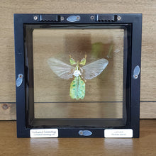 Load image into Gallery viewer, Leaf Insect Mounted on Diamondback Rattle Snake Vertebrae Shadow Box Frame
