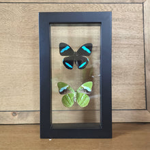 Load image into Gallery viewer, Hewitson&#39;s Olivewing Butterfly Pair Shadow Box Frame
