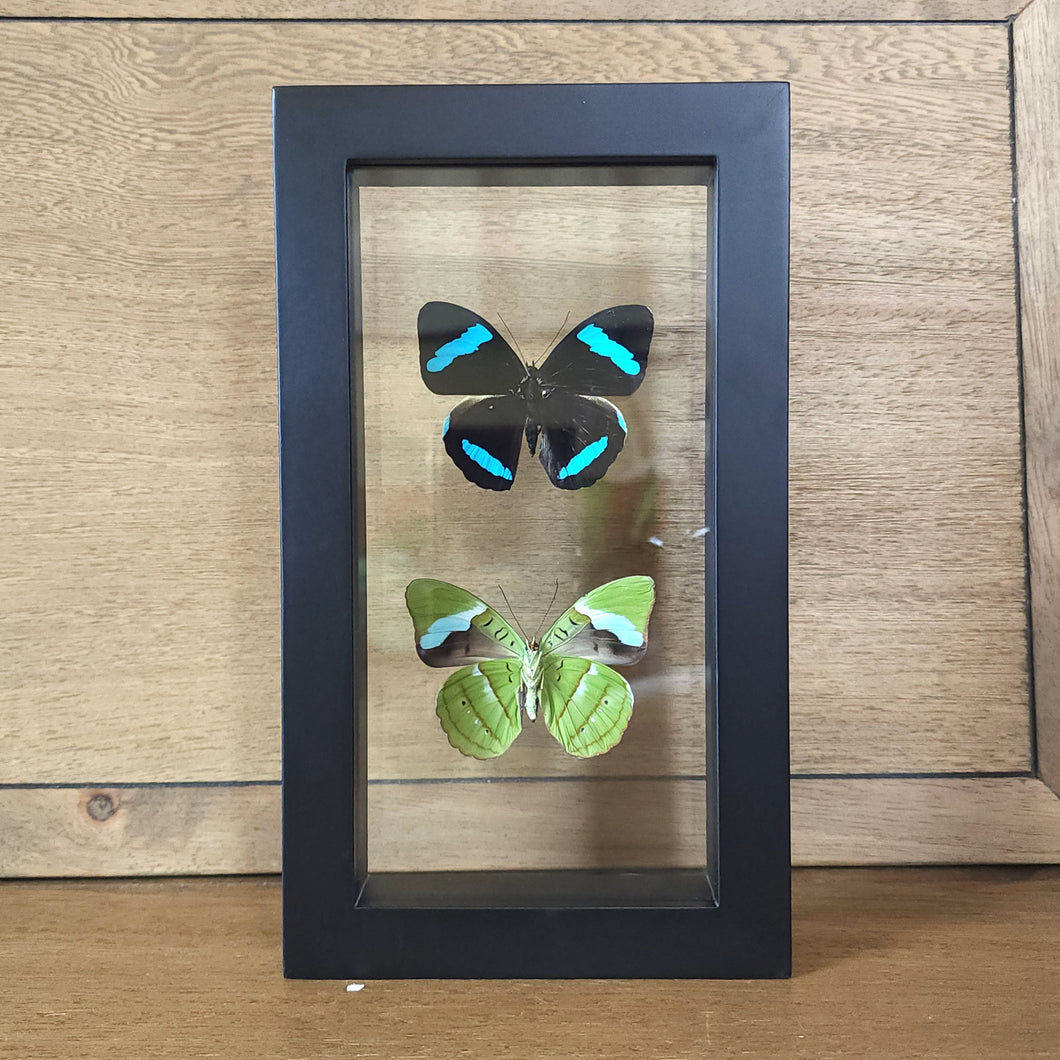 Hewitson's Olivewing Butterfly Pair Shadow Box Frame