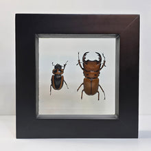 Load image into Gallery viewer, Crab Stag Beetle Pair Shadow Box Frame
