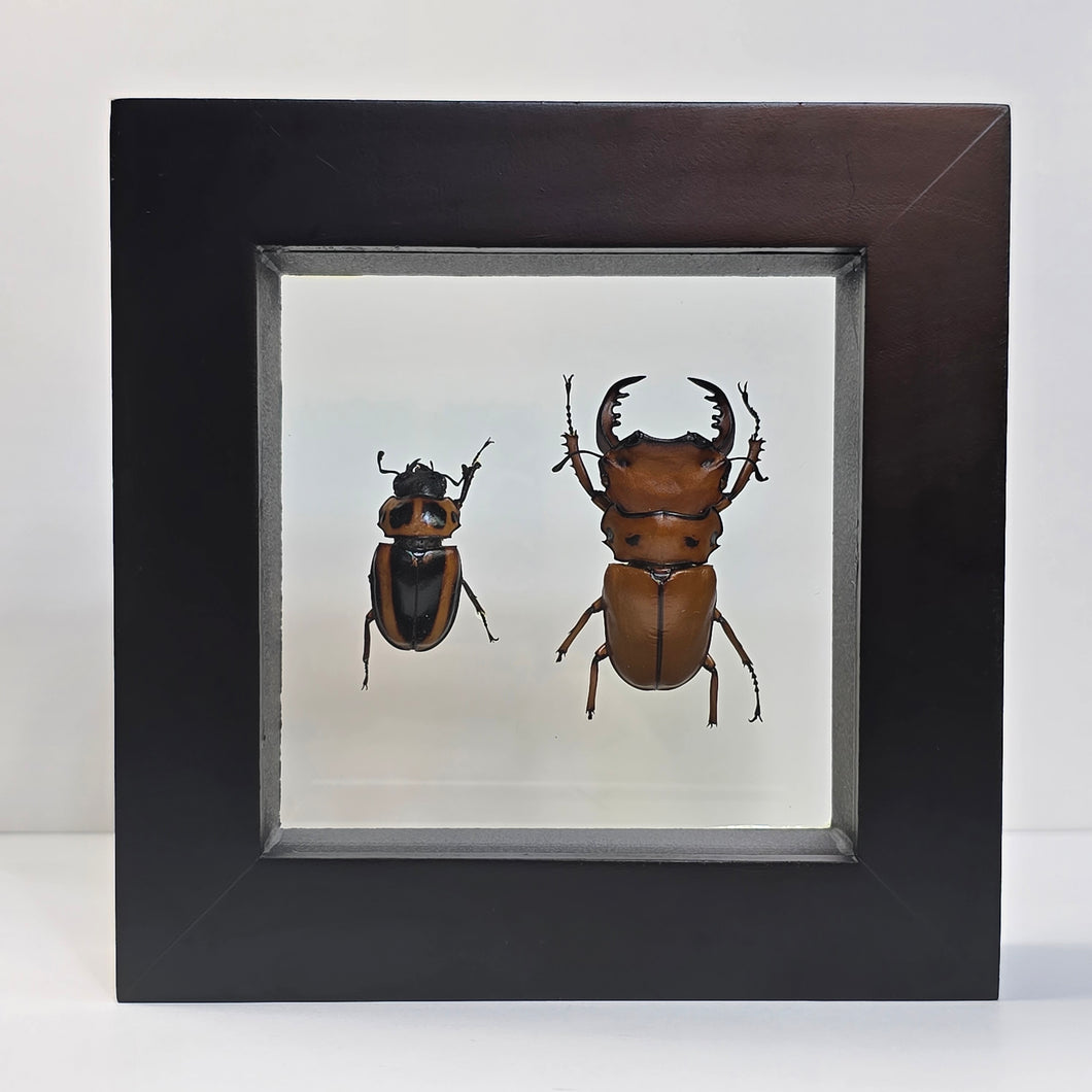 Crab Stag Beetle Pair Shadow Box Frame