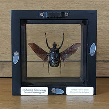 Load image into Gallery viewer, Derby Flower Beetle Shadow Box Frame
