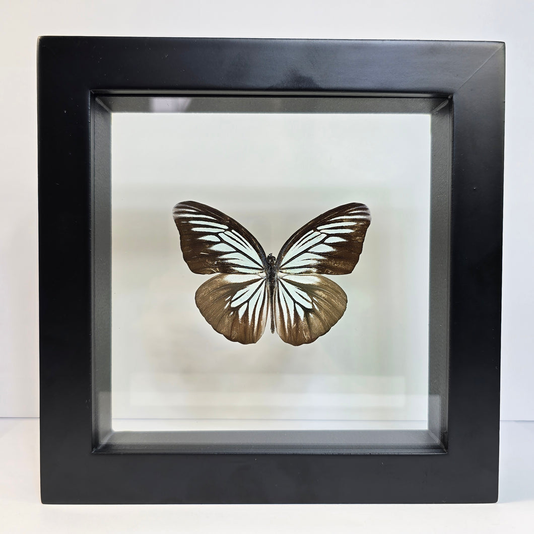 Common Wanderer Butterfly Shadow Box Frame