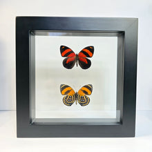 Load image into Gallery viewer, BD Butterfly Front/Back Shadow Box Frame
