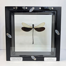 Load image into Gallery viewer, Great Blue Metalwing Damselfy Shadow Box Frame

