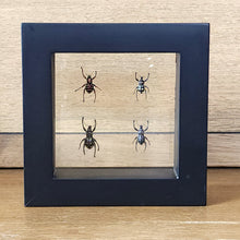 Load image into Gallery viewer, Weevil Shadow Box Frame Discounted
