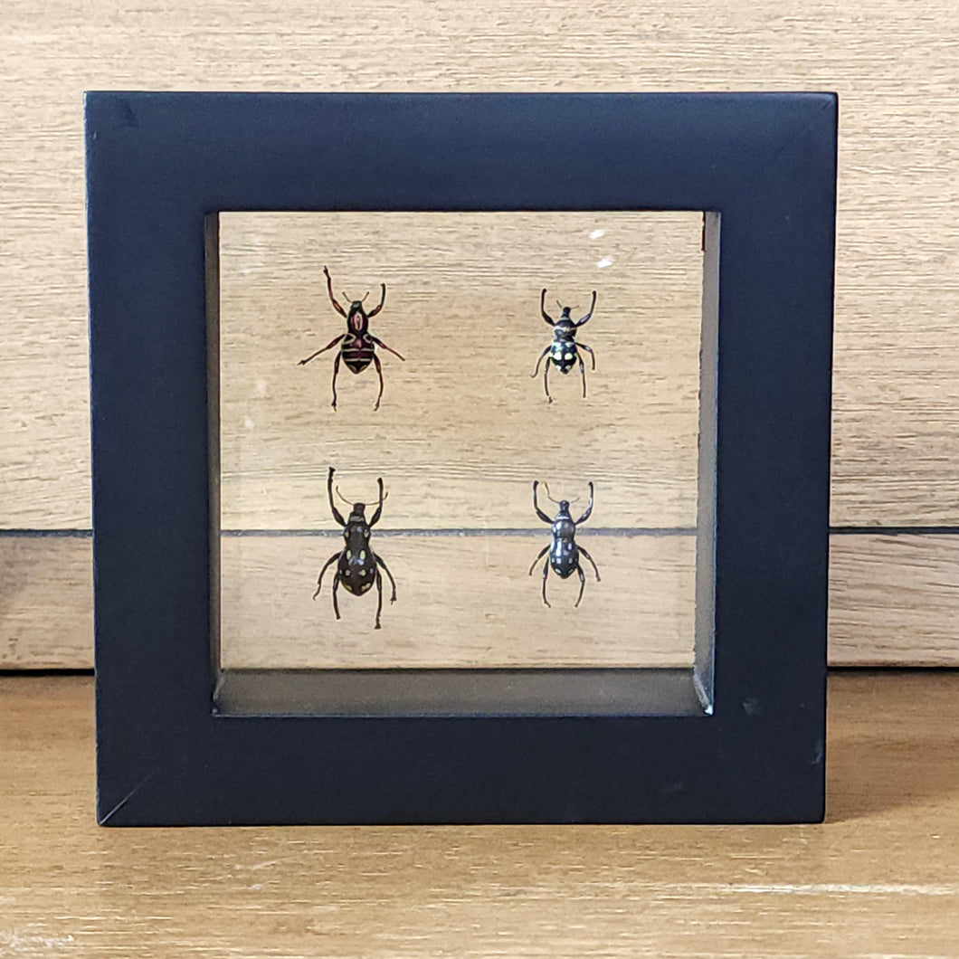 Weevil Shadow Box Frame Discounted