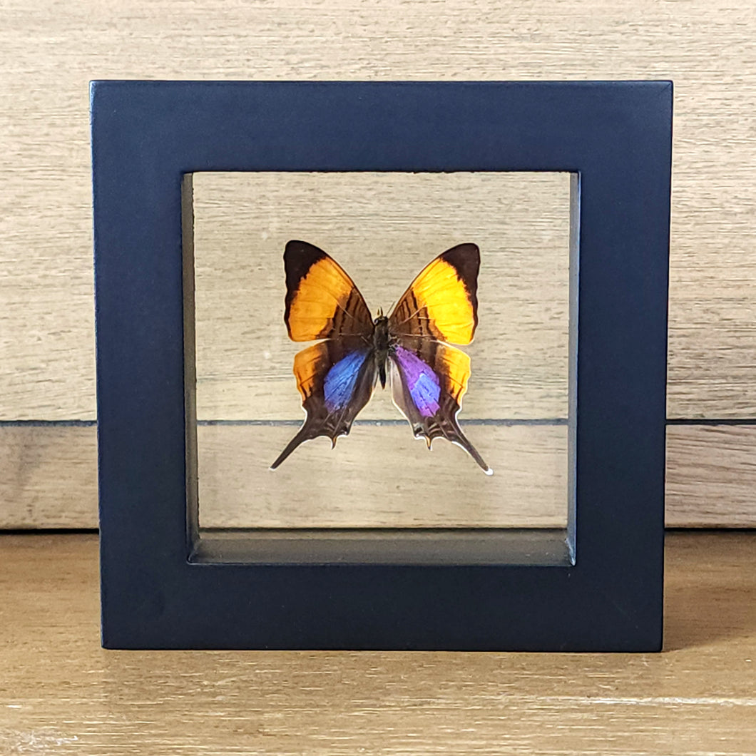 Marcella Daggerwing Butterfly Shadow Box Frame