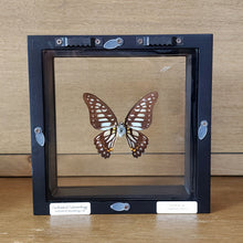 Load image into Gallery viewer, Common Jay Butterfly Shadow Box Frame
