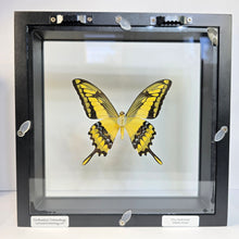 Load image into Gallery viewer, King Swallowtail Butterfly Shadow Box Frame
