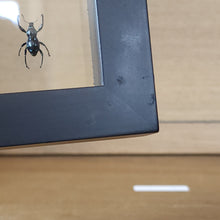 Load image into Gallery viewer, Weevil Shadow Box Frame Discounted
