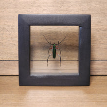 Load image into Gallery viewer, Longhorn Beetle Shadow Box

