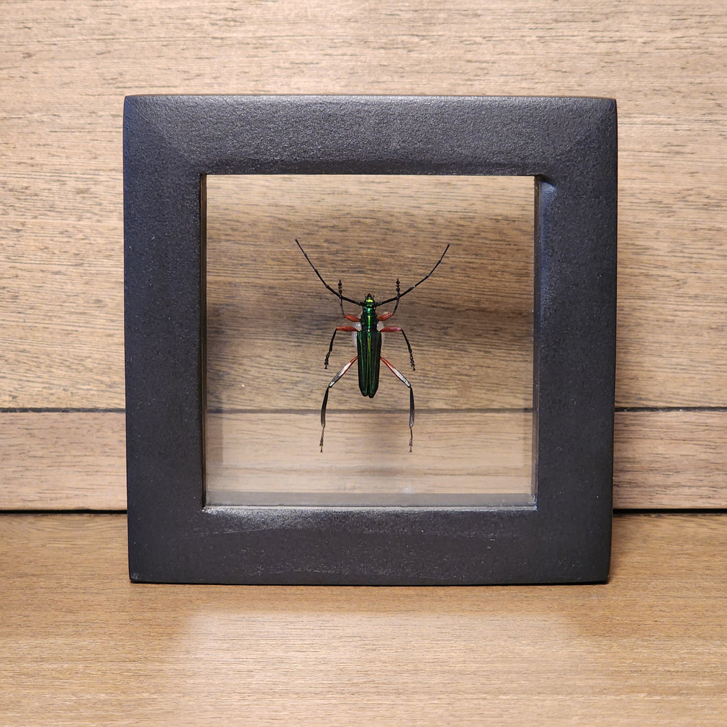 Longhorn Beetle Shadow Box