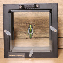 Load image into Gallery viewer, False Eyed Jewel Beetle Shadow Box
