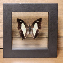 Load image into Gallery viewer, Common Nawab Butterfly Shadow Box
