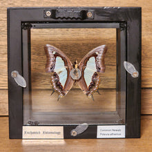 Load image into Gallery viewer, Common Nawab Butterfly Shadow Box
